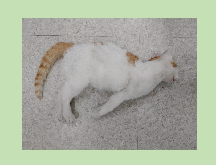 종료(자연사) 한국…